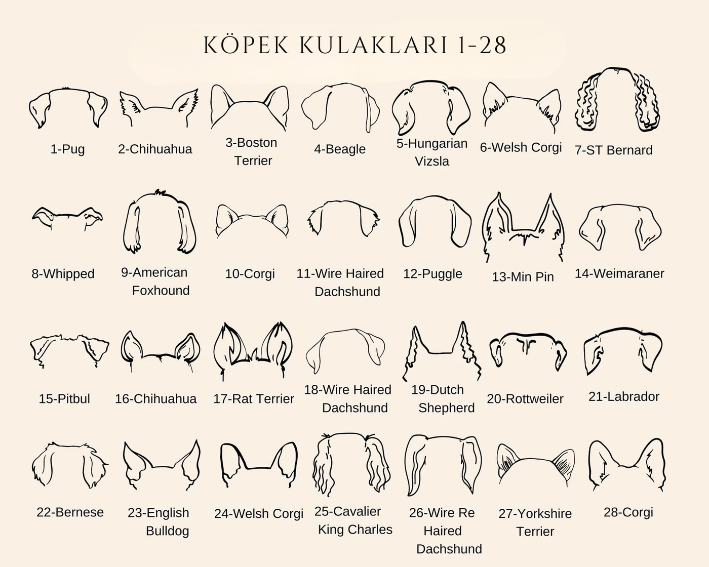 Köpek Kulaklı Kolye
