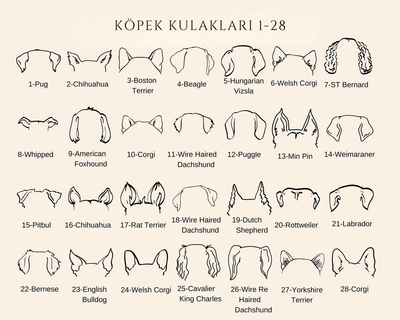 Köpek Kulaklı Kolye
