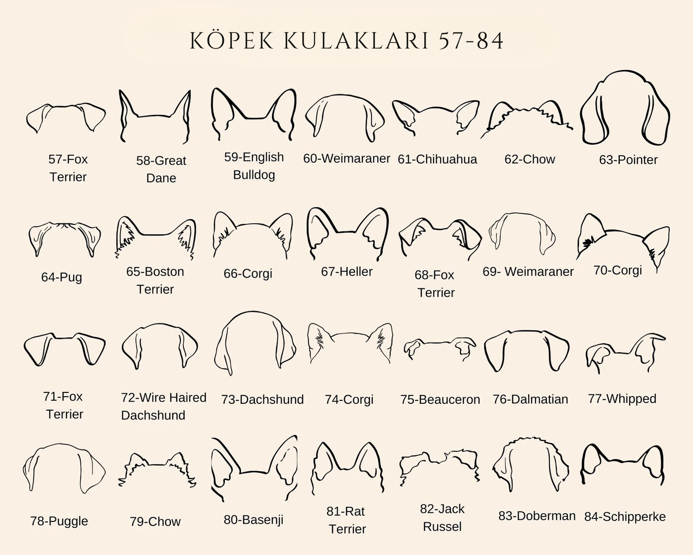Köpek Kulaklı Kolye