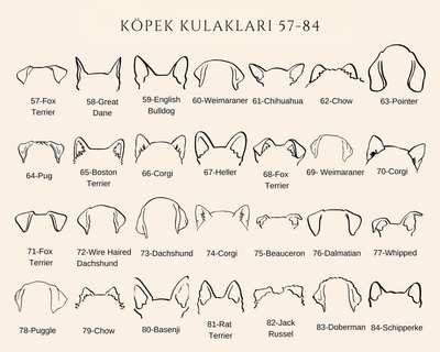 Köpek Kulaklı Kolye